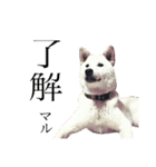 犬にも感情があるのだ！（個別スタンプ：11）