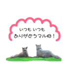 犬にも感情があるのだ！（個別スタンプ：12）