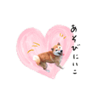 犬にも感情があるのだ！（個別スタンプ：13）