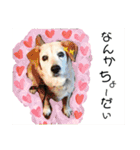 犬にも感情があるのだ！（個別スタンプ：14）