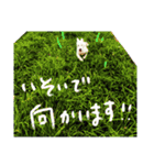 犬にも感情があるのだ！（個別スタンプ：15）