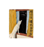 犬にも感情があるのだ！（個別スタンプ：16）