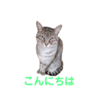 もなかと愉快な仲間たち（個別スタンプ：2）