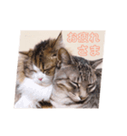 もなかと愉快な仲間たち（個別スタンプ：4）
