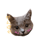 もなかと愉快な仲間たち（個別スタンプ：5）