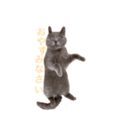 もなかと愉快な仲間たち（個別スタンプ：6）
