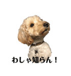 ダップー犬ペニーの日常（個別スタンプ：1）