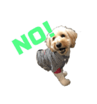 ダップー犬ペニーの日常（個別スタンプ：2）