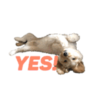 ダップー犬ペニーの日常（個別スタンプ：4）