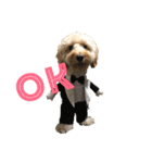 ダップー犬ペニーの日常（個別スタンプ：6）