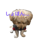 ダップー犬ペニーの日常（個別スタンプ：7）