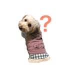 ダップー犬ペニーの日常（個別スタンプ：8）