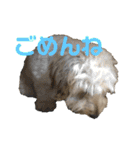 ダップー犬ペニーの日常（個別スタンプ：10）