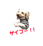 ダップー犬ペニーの日常（個別スタンプ：11）
