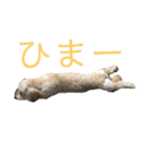 ダップー犬ペニーの日常（個別スタンプ：12）