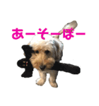 ダップー犬ペニーの日常（個別スタンプ：13）