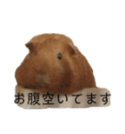 ダップー犬ペニーの日常（個別スタンプ：14）