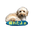 ダップー犬ペニーの日常（個別スタンプ：15）