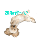 ダップー犬ペニーの日常（個別スタンプ：16）