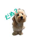 ダップー犬ペニーの日常（個別スタンプ：19）