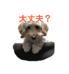 ダップー犬ペニーの日常（個別スタンプ：20）