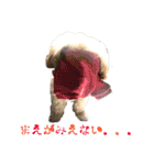 ダップー犬ペニーの日常（個別スタンプ：21）