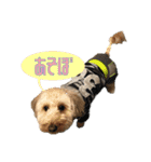 ダップー犬ペニーの日常（個別スタンプ：22）