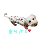 ダップー犬ペニーの日常（個別スタンプ：23）