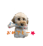ダップー犬ペニーの日常（個別スタンプ：24）