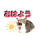 なが山家のどうぶつたち（個別スタンプ：1）
