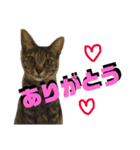 なが山家のどうぶつたち（個別スタンプ：5）