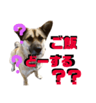 なが山家のどうぶつたち（個別スタンプ：11）