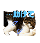 なが山家のどうぶつたち（個別スタンプ：14）