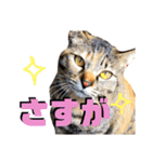 なが山家のどうぶつたち（個別スタンプ：15）