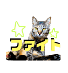 なが山家のどうぶつたち（個別スタンプ：19）