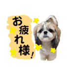 シーズーの凪さんと仲間たち（個別スタンプ：1）
