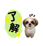 シーズーの凪さんと仲間たち（個別スタンプ：3）