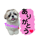 シーズーの凪さんと仲間たち（個別スタンプ：6）