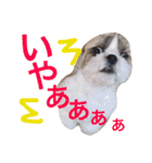 シーズーの凪さんと仲間たち（個別スタンプ：12）