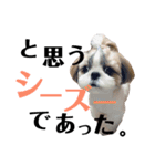 シーズーの凪さんと仲間たち（個別スタンプ：15）
