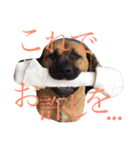 シーズーの凪さんと仲間たち（個別スタンプ：18）