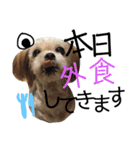 シーズーの凪さんと仲間たち（個別スタンプ：34）