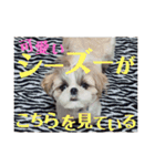 シーズーの凪さんと仲間たち（個別スタンプ：36）