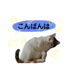 日常まるちゃんスタンプ（個別スタンプ：1）