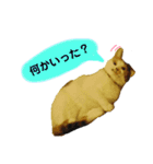 日常まるちゃんスタンプ（個別スタンプ：3）
