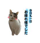 日常まるちゃんスタンプ（個別スタンプ：9）