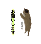 日常まるちゃんスタンプ（個別スタンプ：15）