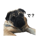 名犬ブラッシュ（個別スタンプ：1）