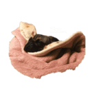 名犬ブラッシュ（個別スタンプ：2）
