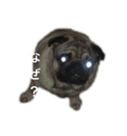 名犬ブラッシュ（個別スタンプ：3）